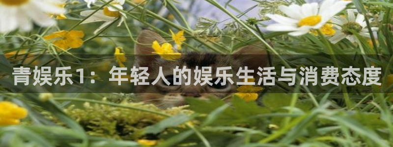 焦点娱乐app哪个模式容易赢